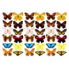Folia z nadrukiem, nakładka - Fabrika Decoru -"Butterflies 3D"