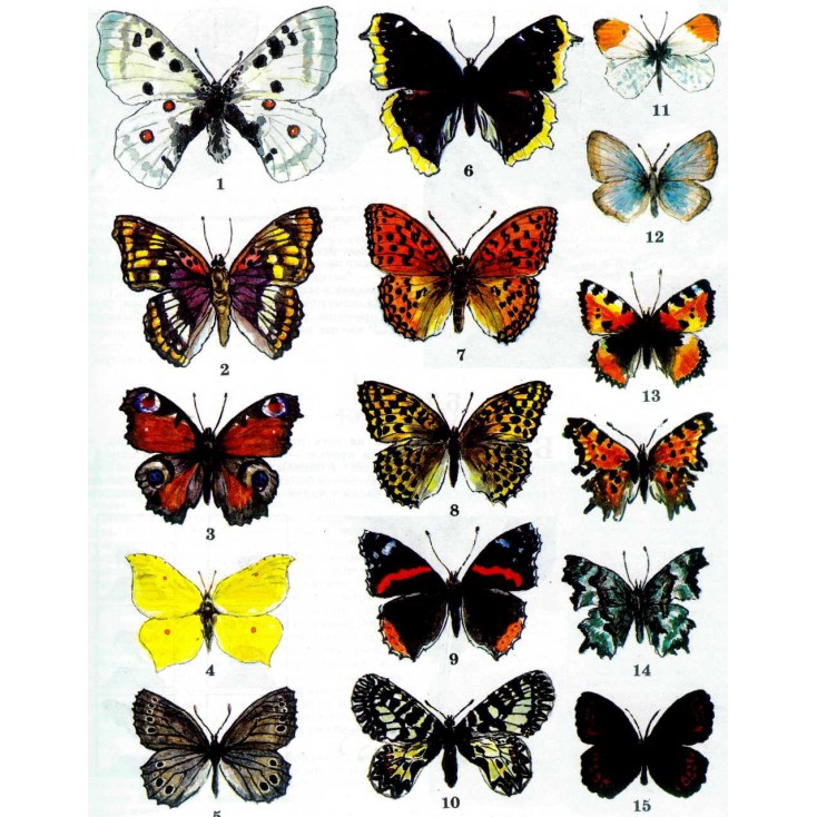 Folia z nadrukiem, nakładka - Fabrika Decoru -"Colorful butterflies "