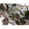 Gałązka eukaliptusa - 1 szt. - szarozielony