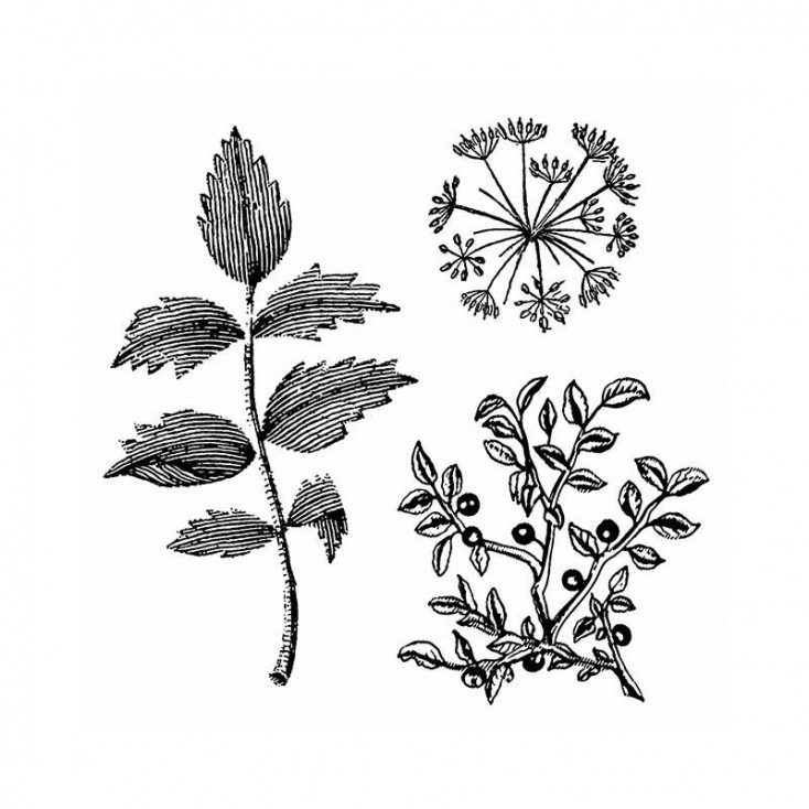 Stemple / pieczątki kauczukowe - Stamperia - Herbarium - WTKCC150