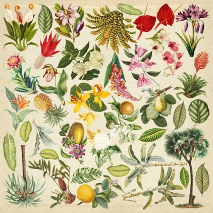 Papier scrapbooking - Obrazki do wycinania- Botany exotic - Fabrika Decoru